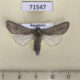 71547p Noctuidae Odontelia sp. Kazakhstan $8