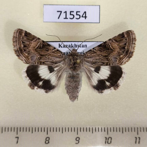 Noctuidae Armada panaceorum f Kazakhstan