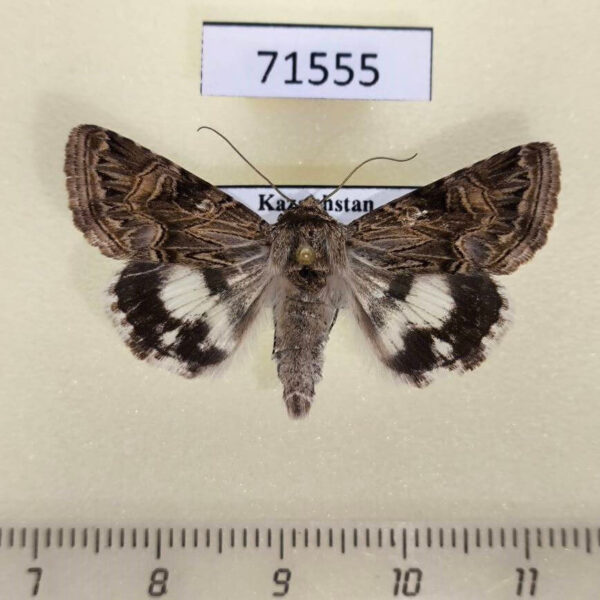 Noctuidae Armada panaceorum Kazakhstan
