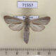 71557p Cossidae Phragmataecia castaneae Kazakhstan $9