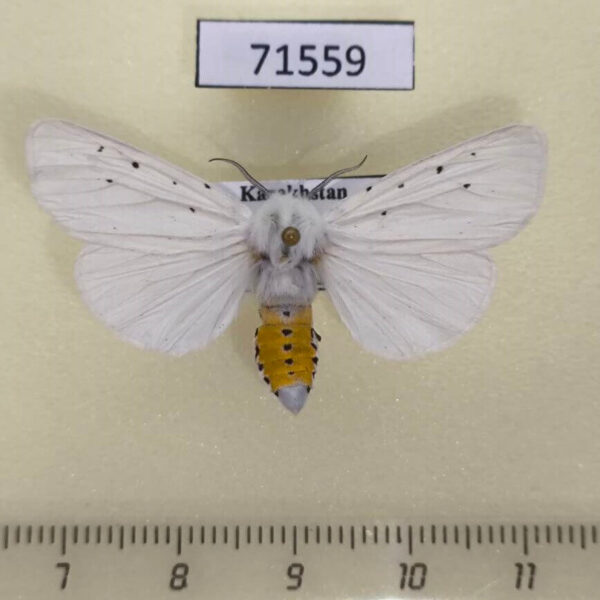 Arctiidae Spilosoma urticae  Kazakhstan