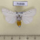 71559p Arctiidae Spilosoma urticae Kazakhstan $6