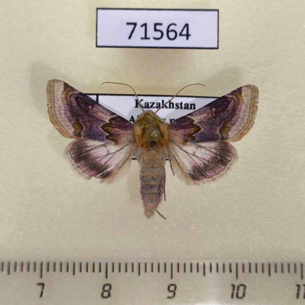 Noctuidae Periphanes delphinii Kazakhstan
