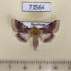 71564p Noctuidae Periphanes delphinii Kazakhstan $9