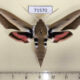 71570p Sphingidae Hyles hippophaes Kazakhstan $9