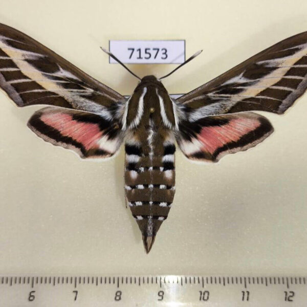 Sphingidae Hyles livornica f Kazakhstan