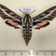 71573p Sphingidae Hyles livornica f Kazakhstan $12