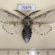 71575p Notodontiidae Cerura przewalskii Kazakhstan $9