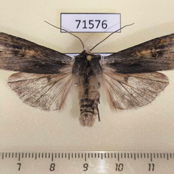Noctuidae Xylena exsoleta Kazakhstan