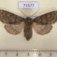 71577p Noctuidae Dasypolia templi Kazakhstan $12