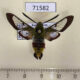 71582p Sphingidae Hemaris fuciformis robusta Kazakhstan $9