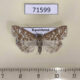 71599p Crambidae Evergestis frumentalis Kazakhstan $5