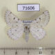 71606p Geometridae Dyscia malatyana Kazakhstan $10