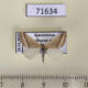 71634p Geometridae Casilda consecraria Kazakhstan $7
