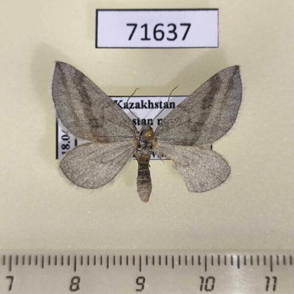 Geometridae Lithostege coassata Kazakhstan