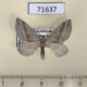 71637p Geometridae Lithostege coassata Kazakhstan $3