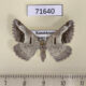 71640p Geometridae Digrammia tancrearia f Kazakhstan $4