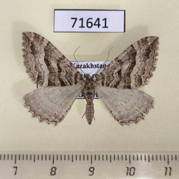 Geometridae Rheumaptera instabilis Kazakhstan