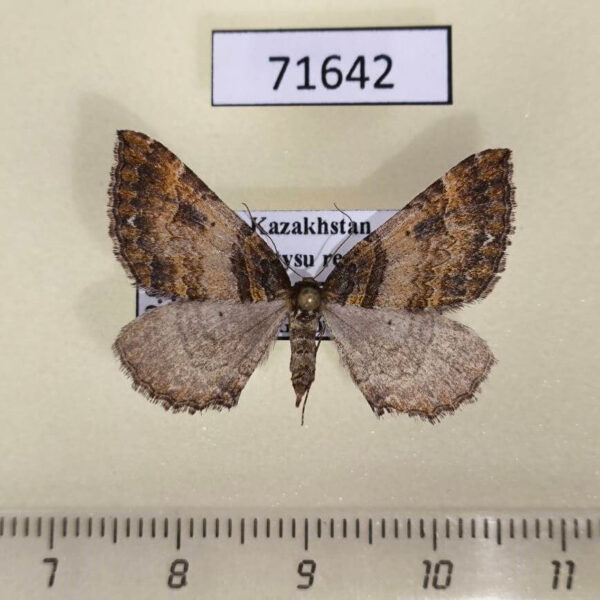 Geometridae Earophila badiata Kazakhstan