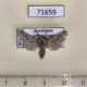 71659p Cossidae Dyspessa tristis Kazakhstan $5