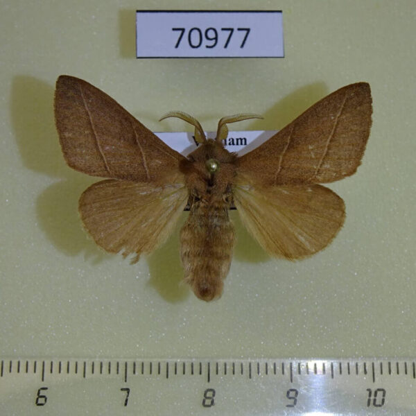 Lasiocampidae Syrastrena lanaoensis Vietnam