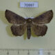 70997p Noctuidae sp. Vietnam $20