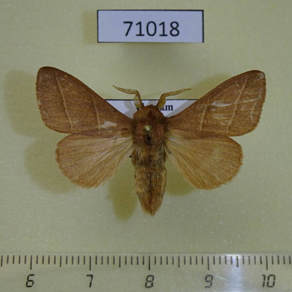 Lasiocampidae Syrastrena lanaoensis Vietnam