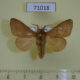 71018p Lasiocampidae Syrastrena lanaoensis Vietnam $8