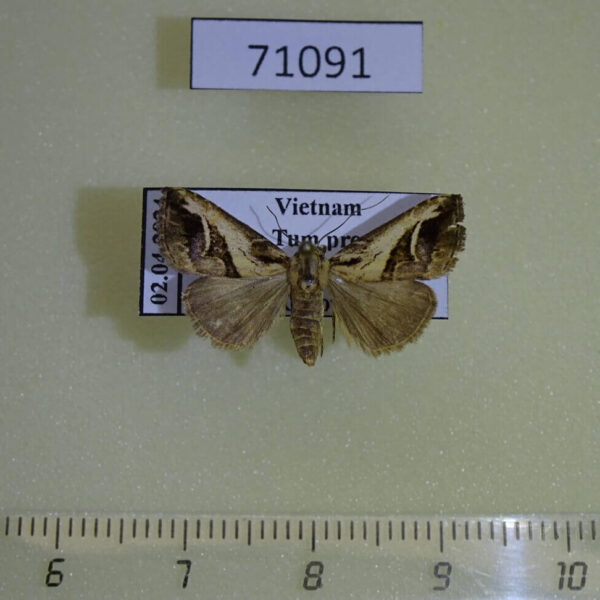 Noctuidae sp. Vietnam