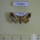 71091p Noctuidae sp. Vietnam $10