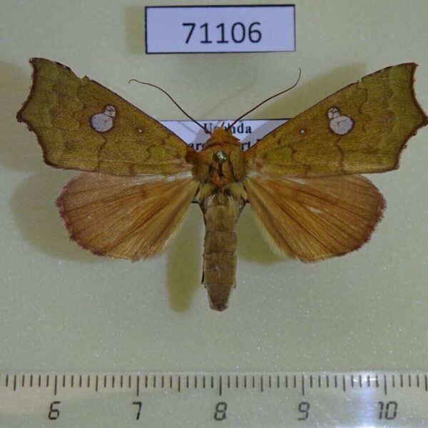 Noctuidae Rusicada sp. Uganda