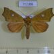 71106p Noctuidae Rusicada sp. Uganda $7