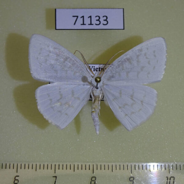 Geometridae Lomographa sp. Vietnam