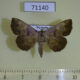 71140p Noctuidae Paracolax sp. Vietnam $9