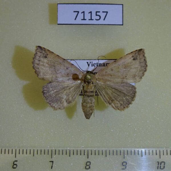 Noctuidae sp. Vietnam