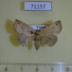 71157p Noctuidae sp. Vietnam $10
