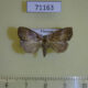71163p Noctuidae sp. Vietnam $8