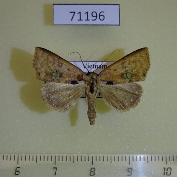 Noctuidae sp. Vietnam