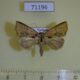 71196p Noctuidae sp. Vietnam $9