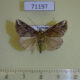 71197p Noctuidae Hypena sp. laceratalis Vietnam $6