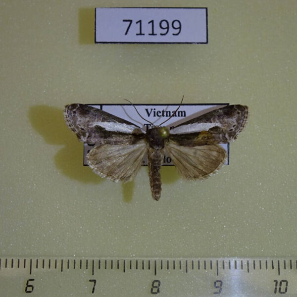 Noctuidae sp. Vietnam