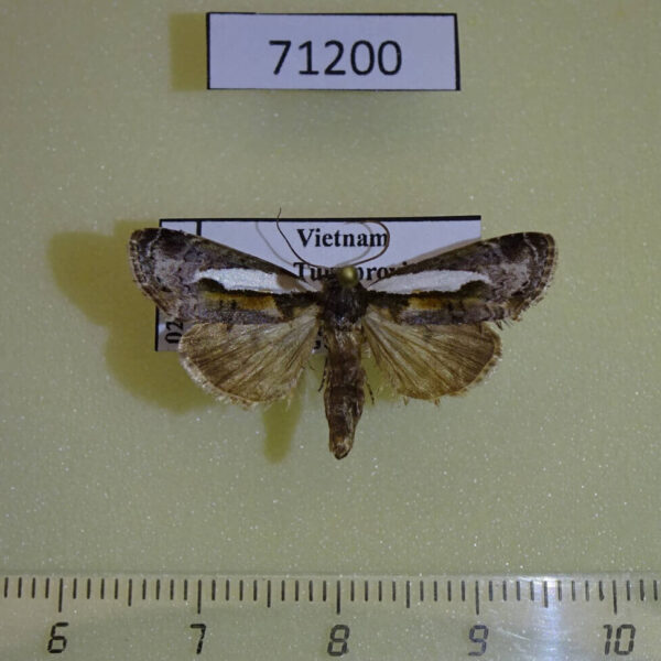 Noctuidae sp. Vietnam