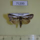 71200p Noctuidae sp. Vietnam $9