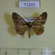 71201p Geometridae sp. Vietnam $4