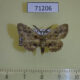 71206p Geometridae sp. Vietnam $4