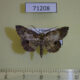 71208p Geometridae sp. Vietnam $12