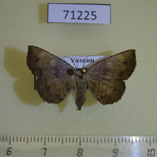 Noctuidae Paracolax sp. f Vietnam