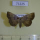 71225p Noctuidae Paracolax sp. f Vietnam $10