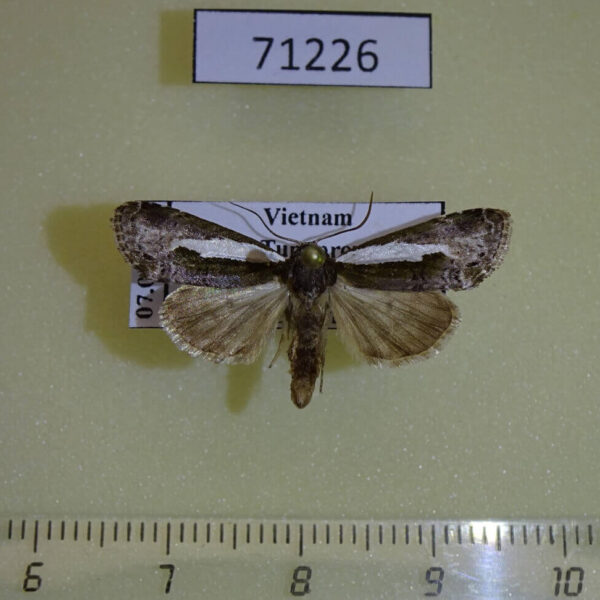Noctuidae sp. Vietnam