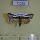 71226p Noctuidae sp. Vietnam $9